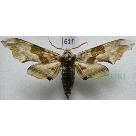 Mimas tiliae (Linnaeus, 1758) Nastrosz lipowiec Poland61f